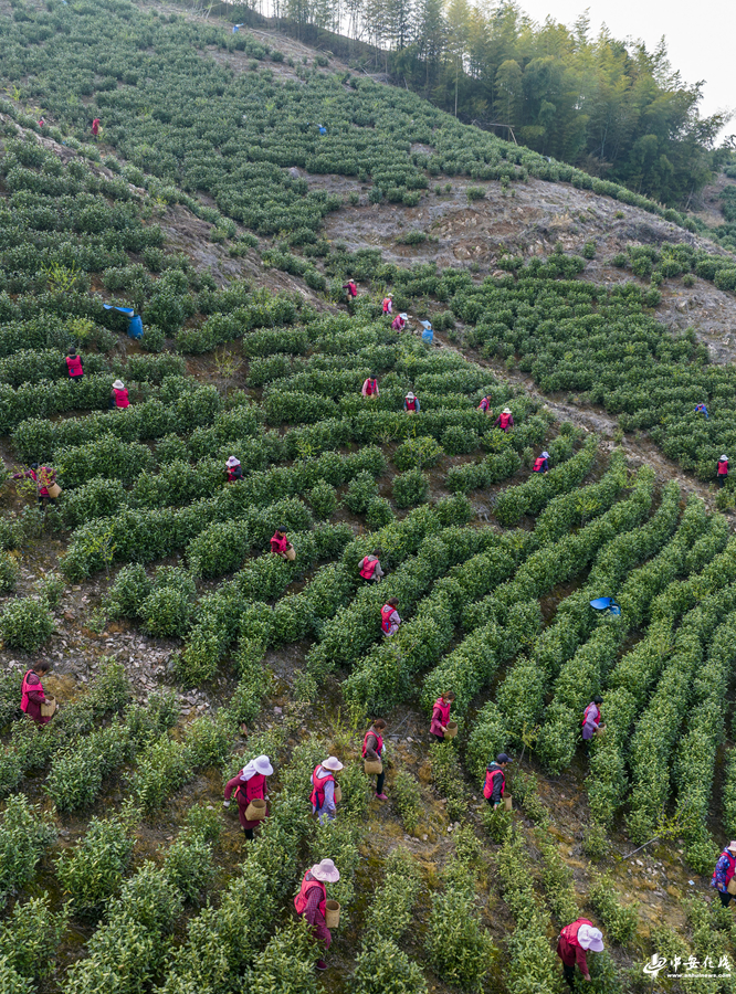 茶一.jpg 茶一.jpg
