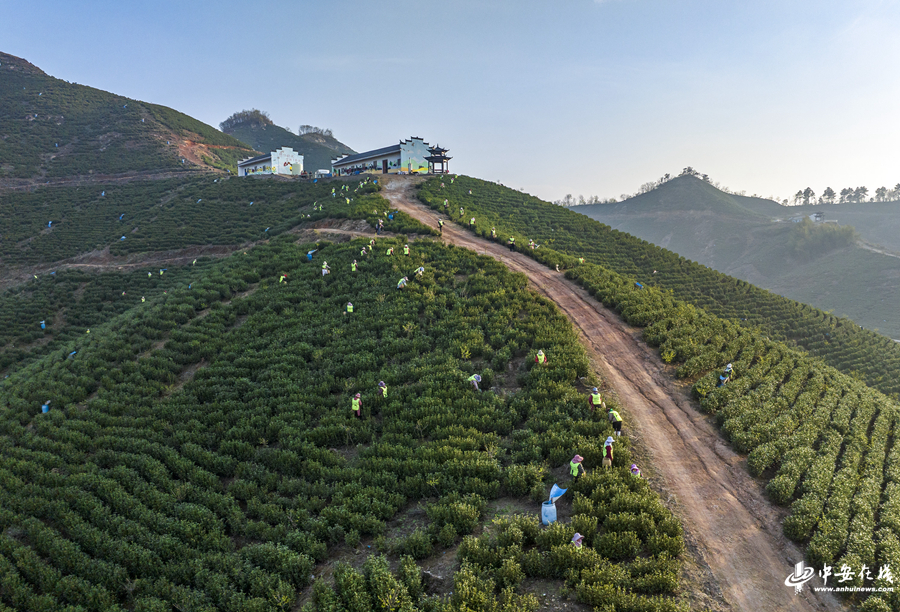 茶二.jpg 茶二.jpg