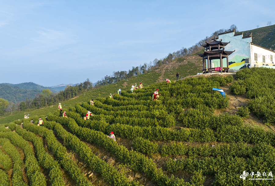 茶三.jpg 茶三.jpg