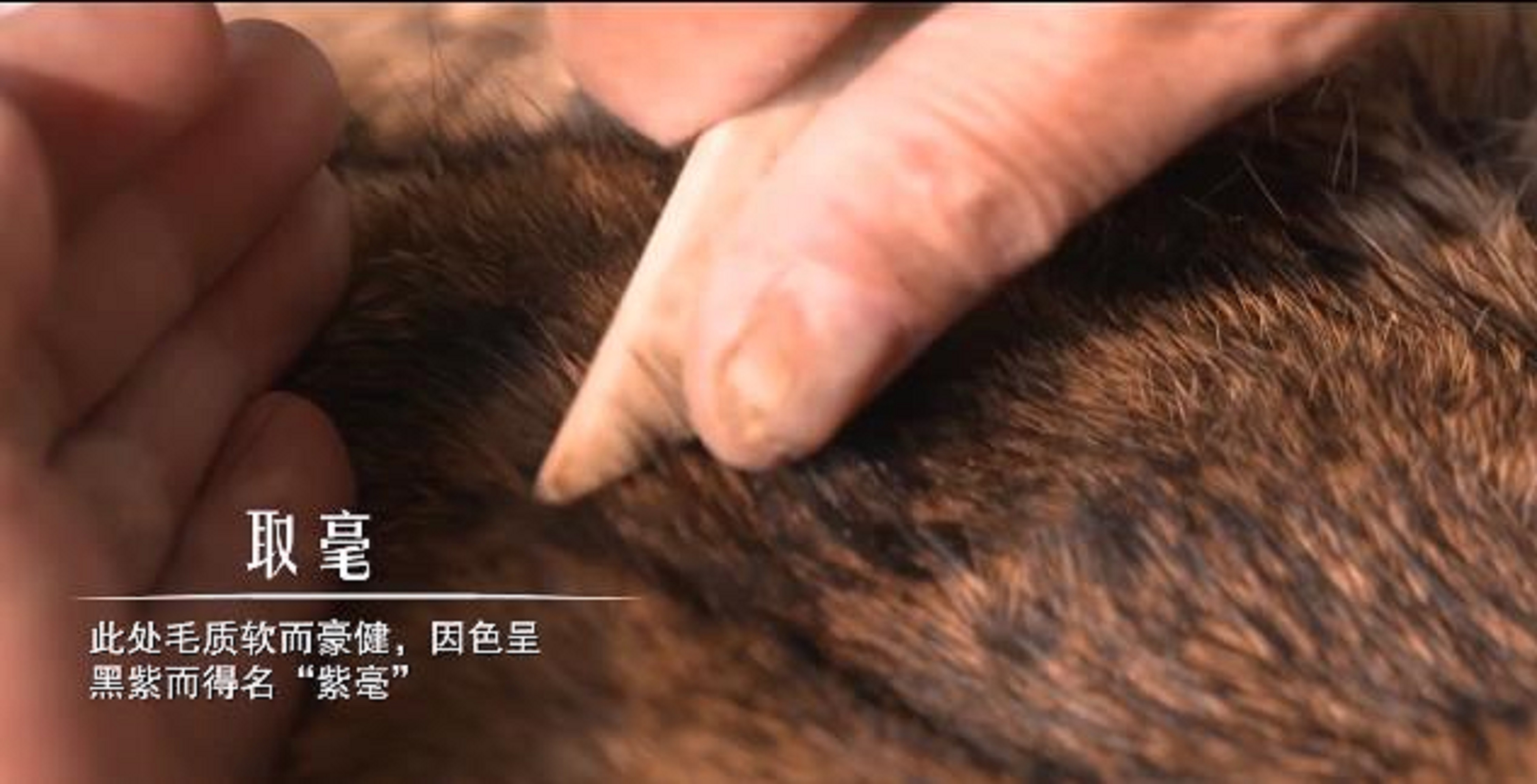 取毫.jpg 取毫.jpg